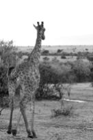 Giraffe 2 Kenya