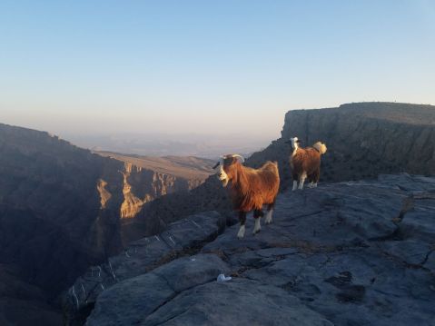 Goats Jebel Sham Oman