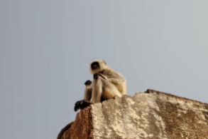 Monkey in Jaipur