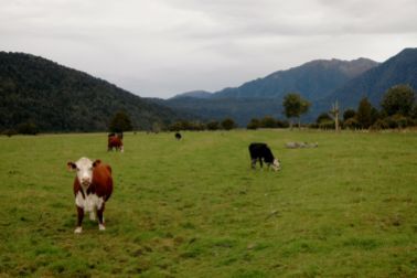 NZ Cows