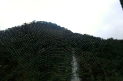 Spiderweb NZ